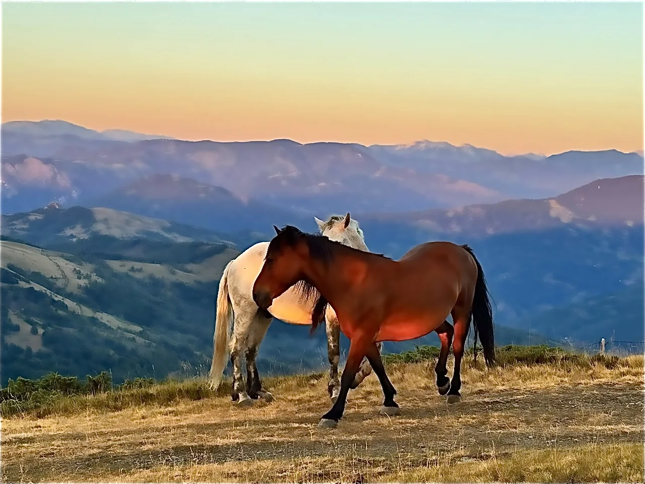 horses